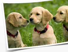 Tiere & Tierhalter